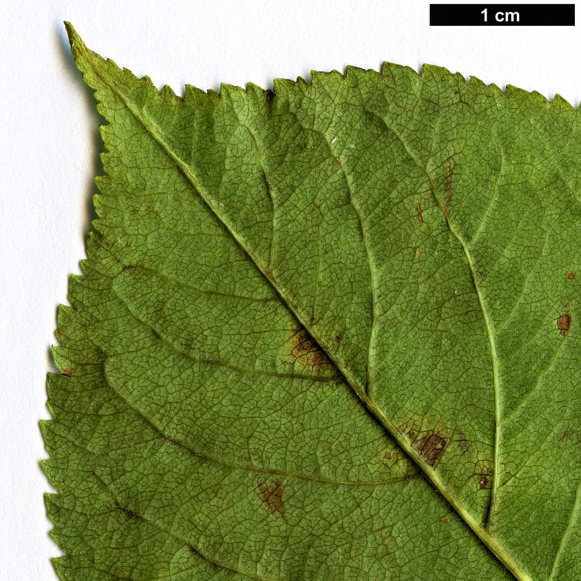 High resolution image: Family: Rosaceae - Genus: Malus - Taxon: prunifolia - SpeciesSub: var. rinkii